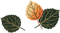 Three aspen leaves one in gold and two in green.