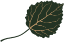 A single aspen leaf in green with brown veins.